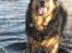 Blanding af racer Samson RIP