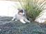 Shetland sheepdog Blue for the right reason - Han elsker bare den busk!