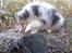 Shetland sheepdog Blue for the right reason - Det er meget koldt!