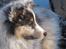 Shetland sheepdog Blue for the right reason - BEDST PICTUR EVER!!!
