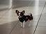 Chihuahua Cindy Sahara - Lille prinsesse