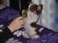 Chihuahua Cindy Sahara - Lad vær med at tage den fra mig...
