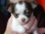 Chihuahua Cindy Sahara - Smukke prinsesse <3