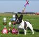 Fransk bulldog  Charming Prince (Calle)