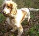 Cocker spaniel Freja