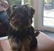 Yorkshire terrier Timon