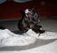 Fransk bulldog Bertram