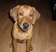 Rhodesian ridgeback Ziba