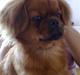 Pekingeser Maks