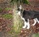 Siberian husky ziggie