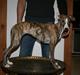 Whippet il Tempo Gigante
