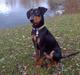 Tysk pinscher Nexus