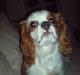 Cavalier king charles spaniel Bølle:-)