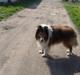 Collie langhåret Lassie