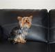 Yorkshire terrier Gizmo