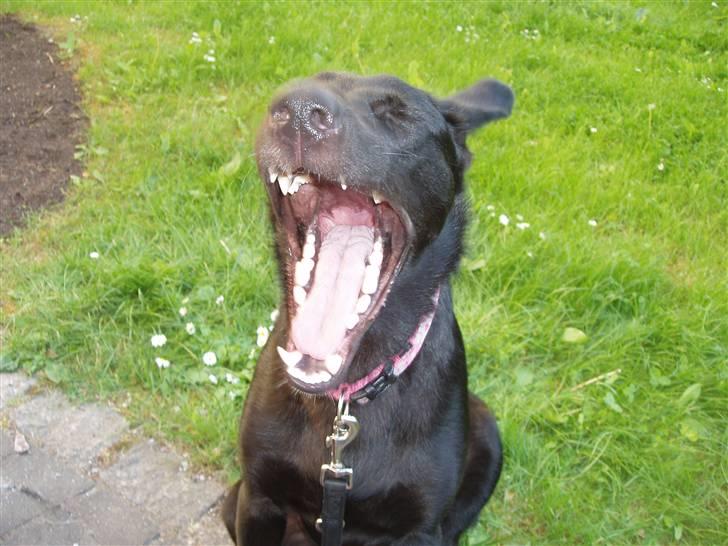 Blanding af racer Nala billede 17