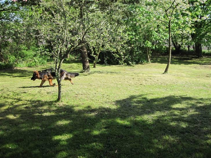 Schæferhund Team Marlboro Cille - ,kan du fange mig billede 6