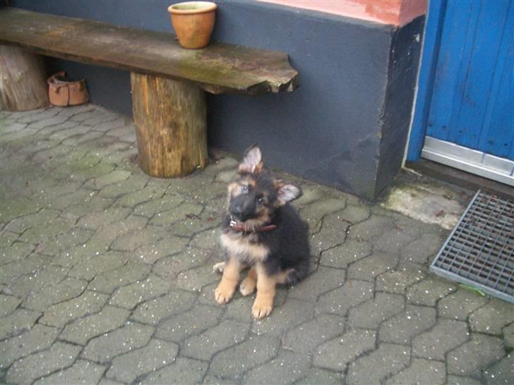 Schæferhund Team Marlboro Cille - er jeg ikke sød med hovedet på sned billede 8