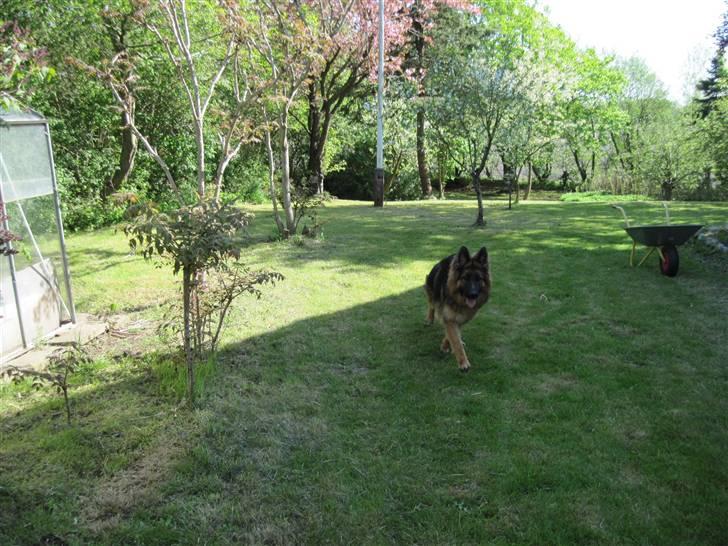Schæferhund Team Marlboro Cille - hyggetime billede 9