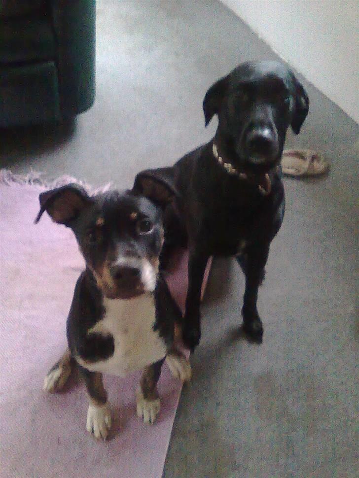 Blanding af racer Bølle billede 2