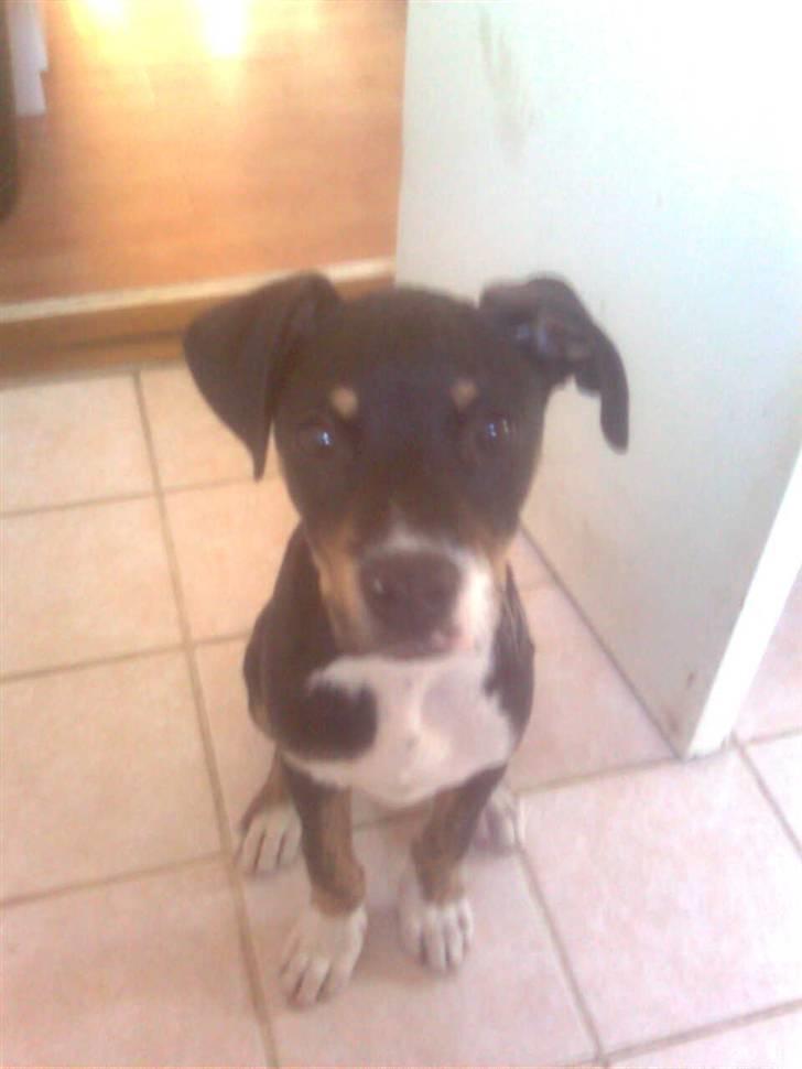 Blanding af racer Bølle - der var jeg ikk særlig stor:) billede 6