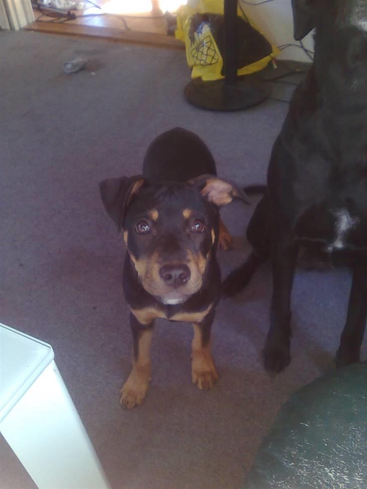 Blanding af racer Bølle - min søster troya billede 10