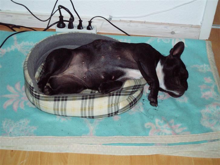 Fransk bulldog Babe - En meget træt Babe :) billede 6