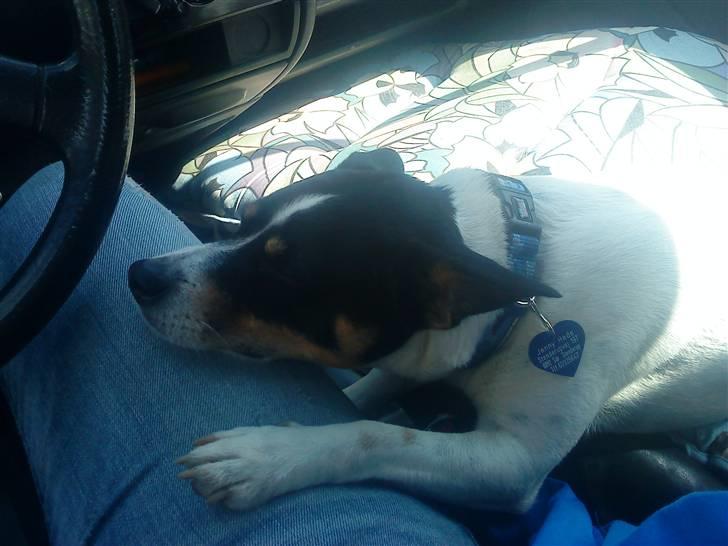 Blanding af racer milo - sådan er det da til at holde ud at køre bil :) 2009 billede 20