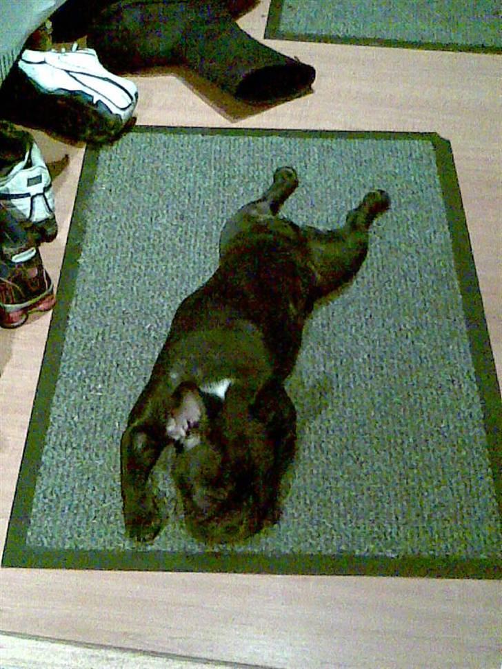 Fransk bulldog Babe - Hihi... kun lige nået ind i gangen før hun lagde sig til at sove.. billede 7