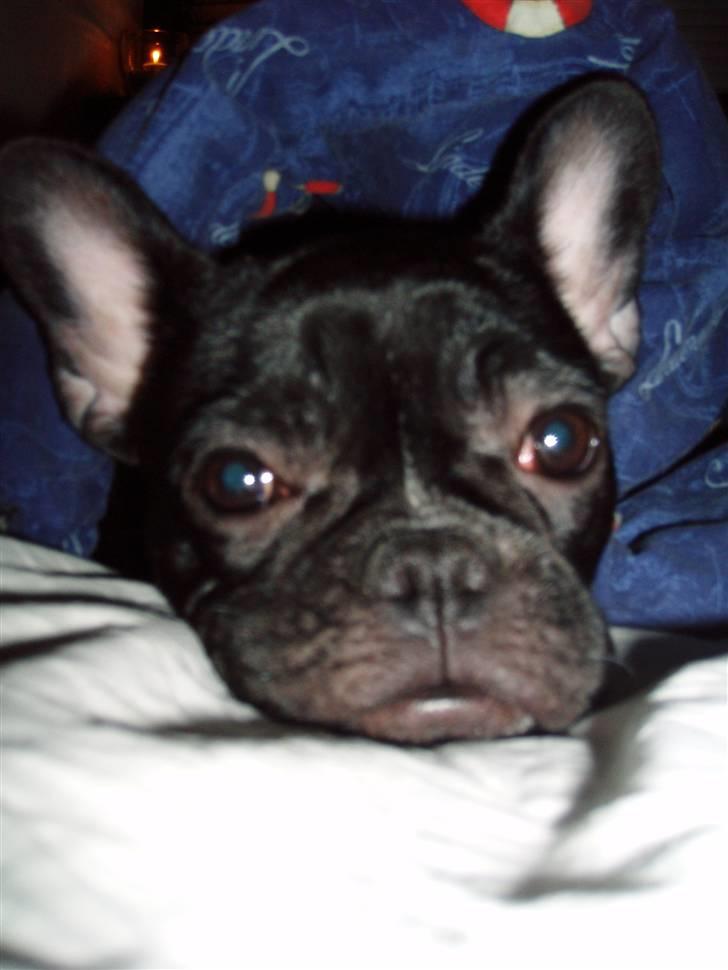 Fransk bulldog Babe - Putter lige lidt under dynen...  billede 8