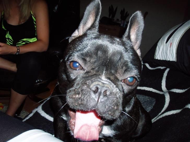 Fransk bulldog Babe - La la la, mor.. jeg hører ikke efter... billede 9