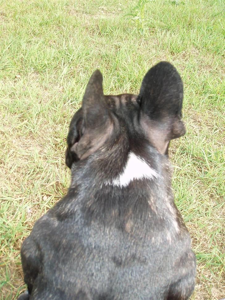 Fransk bulldog Babe - Lidt bred er man vel... :P Sommeren 2009 billede 10
