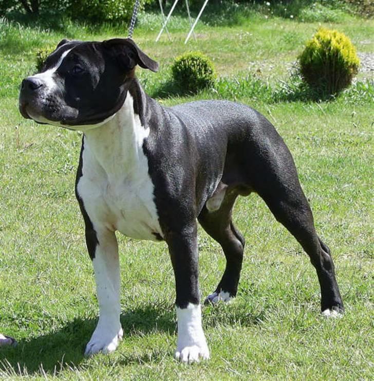 Amerikansk staffordshire terrier j.j billede 1