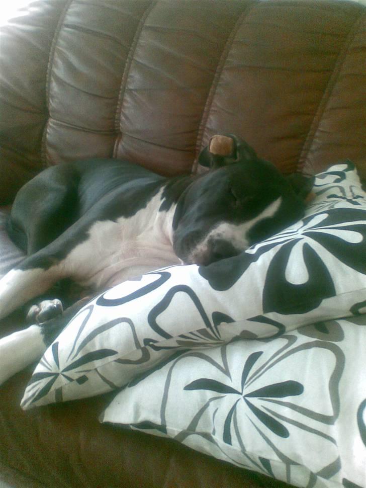 Amerikansk staffordshire terrier j.j billede 2