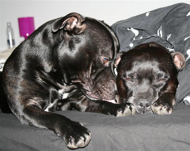 Staffordshire bull terrier Manse billede 19