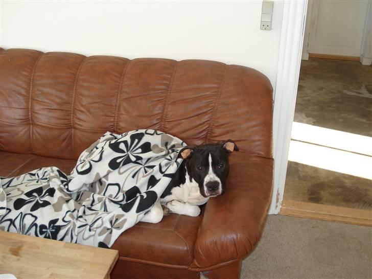 Amerikansk staffordshire terrier j.j billede 3