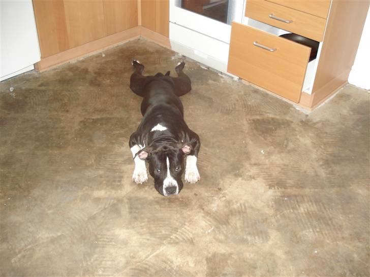 Amerikansk staffordshire terrier j.j billede 4