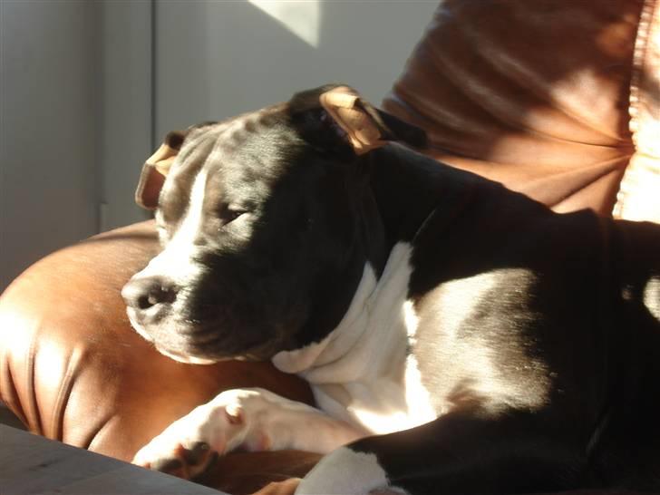 Amerikansk staffordshire terrier j.j billede 5