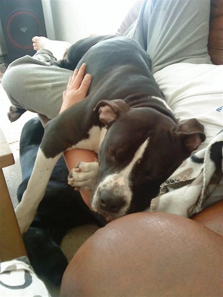 Amerikansk staffordshire terrier j.j billede 6