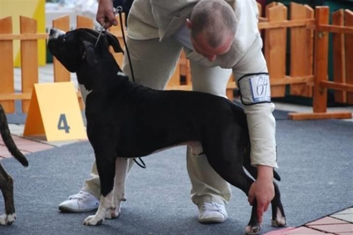 Amerikansk staffordshire terrier j.j billede 7