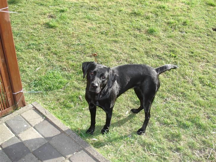 Blanding af racer carla billede 1