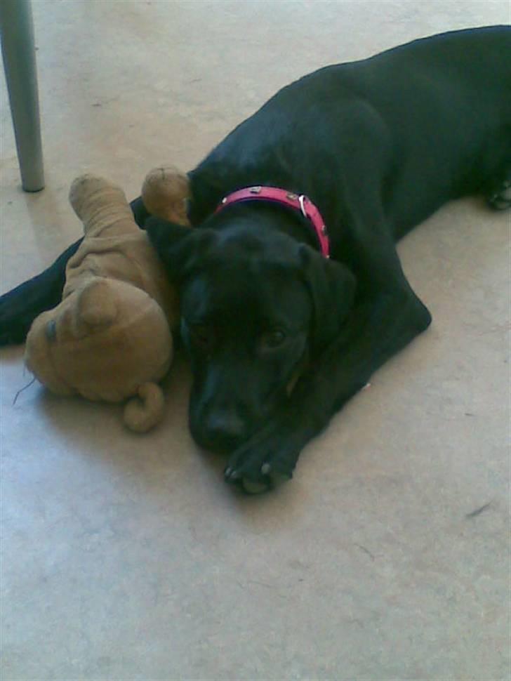 Blanding af racer carla billede 2