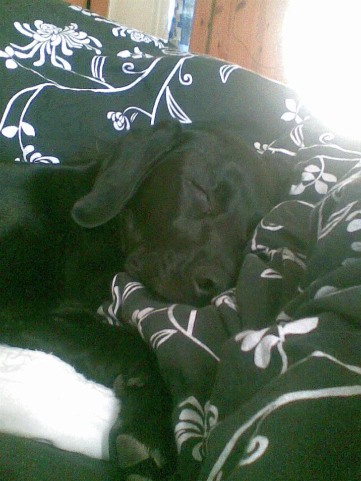 Blanding af racer carla billede 3