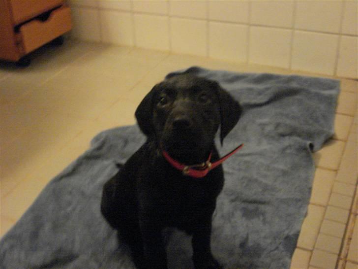 Blanding af racer carla billede 4