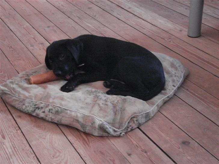 Blanding af racer carla billede 5