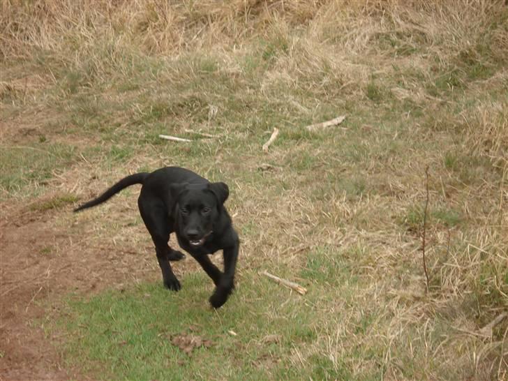 Blanding af racer carla billede 6