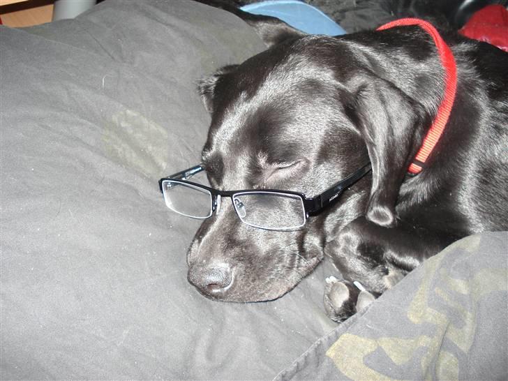 Blanding af racer carla billede 7