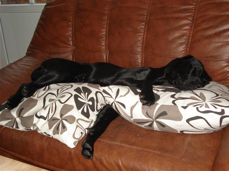 Blanding af racer carla billede 8