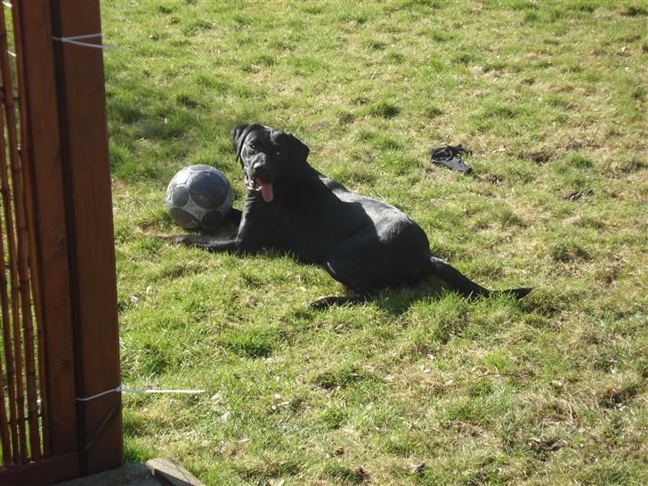 Blanding af racer carla billede 9