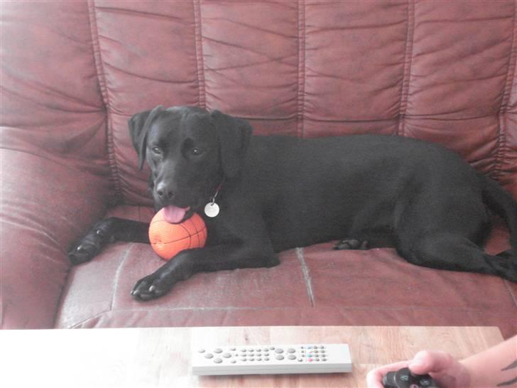 Blanding af racer carla billede 10